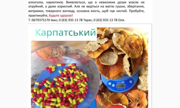 Мухомор сушений в продаже - фото № 1