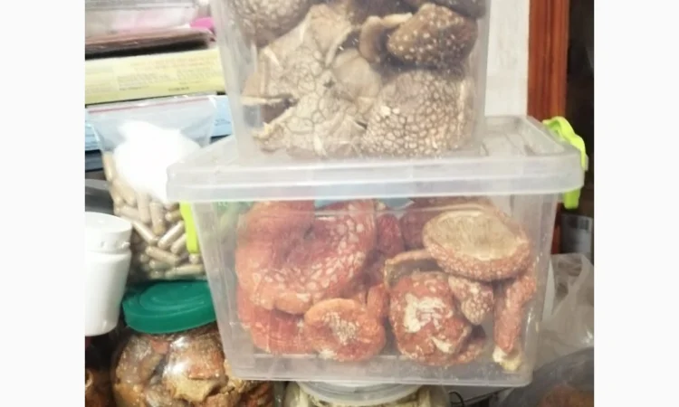 Мухомори червоні та пантерні на продаж - фото № 2