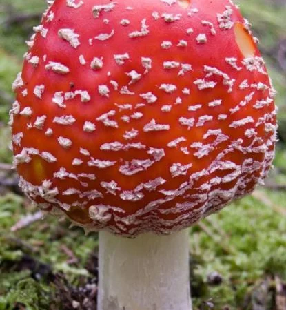 Мухоморы красные и пантерные микродозинг, шляпки, ножки - фото № 1