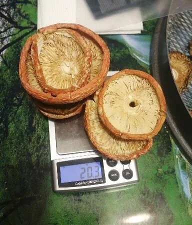 Мухоморы красные и пантерные микродозинг, шляпки, ножки - фото № 4