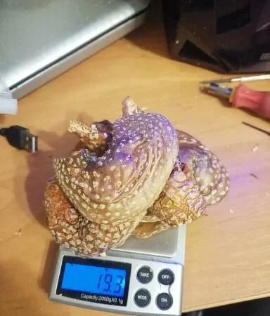 Мухоморы красные и пантерные микродозинг, шляпки, ножки - фото № 5