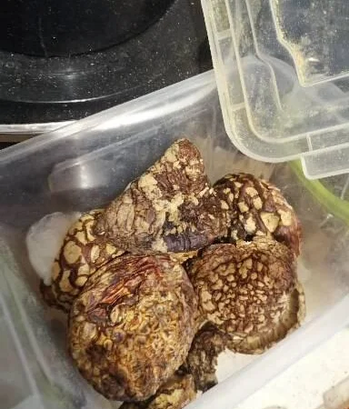 Мухоморы красные и пантерные микродозинг, шляпки, ножки - фото № 8