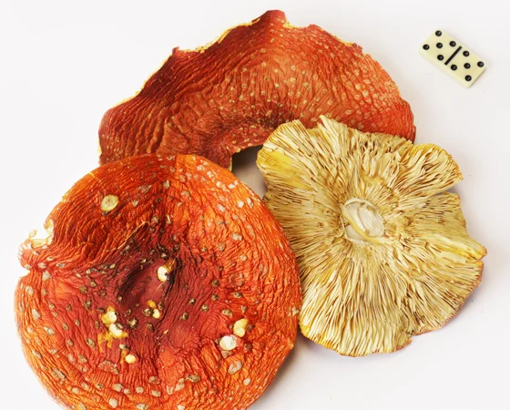 Сушений Красний мухомор, капелюшки - фото № 3