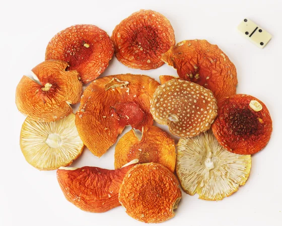 Мухомор червоний для медитації та самопізнання - фото № 2