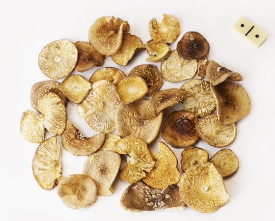 Мухомор пантерный на продажу - фото № 3