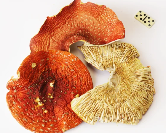 Червоний мухомор для підвищення тонусу - фото № 1