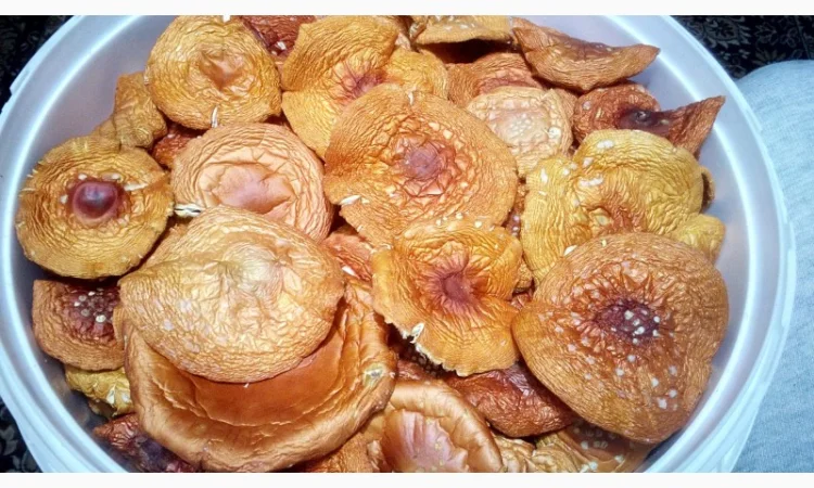 Мухомор червоний сушений. Мухоморы красные - фото № 1