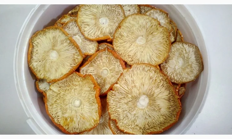 Мухомор червоний сушений. Мухоморы красные - фото № 2