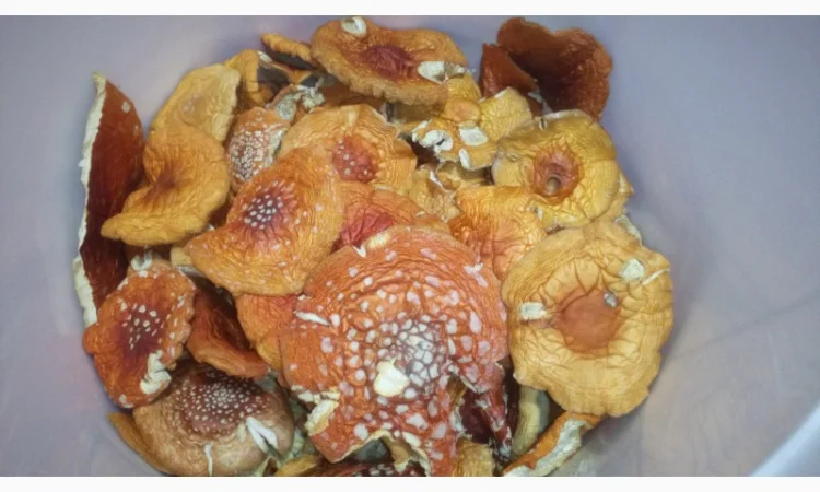 Мухомор червоний сушений. Мухоморы красные - фото № 3