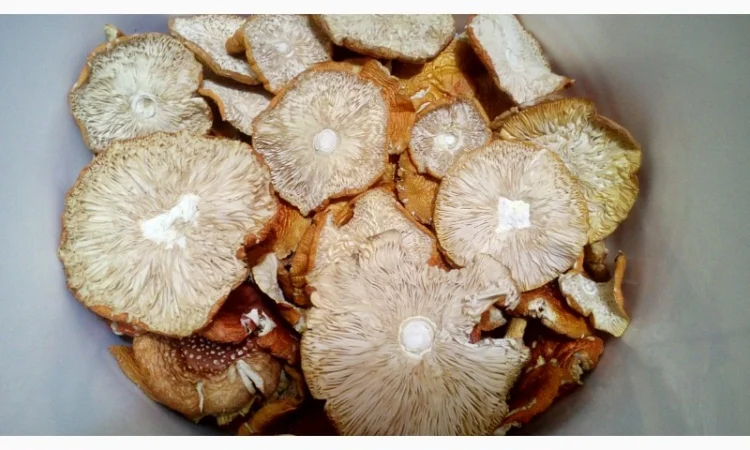 Мухомор червоний сушений. Мухоморы красные - фото № 4