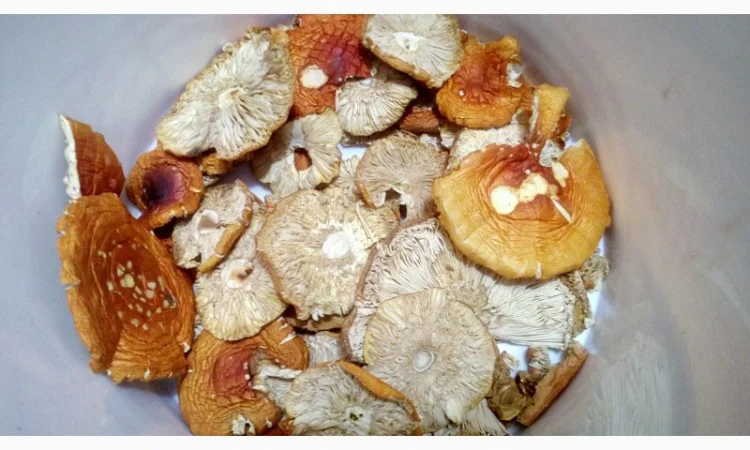 Мухомор червоний сушений. Мухоморы красные - фото № 5