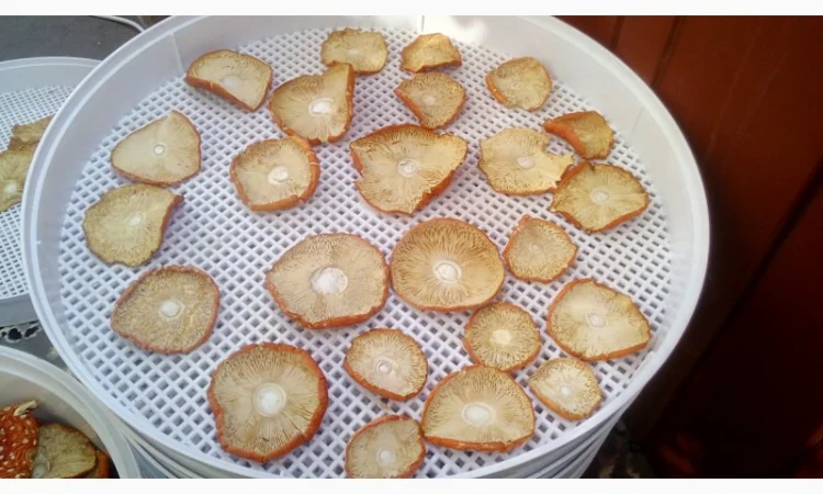 Мухомор червоний сушений. Мухоморы красные - фото № 6