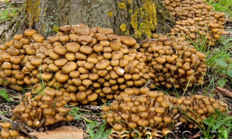 Опята грибы замороженные - фото № 1