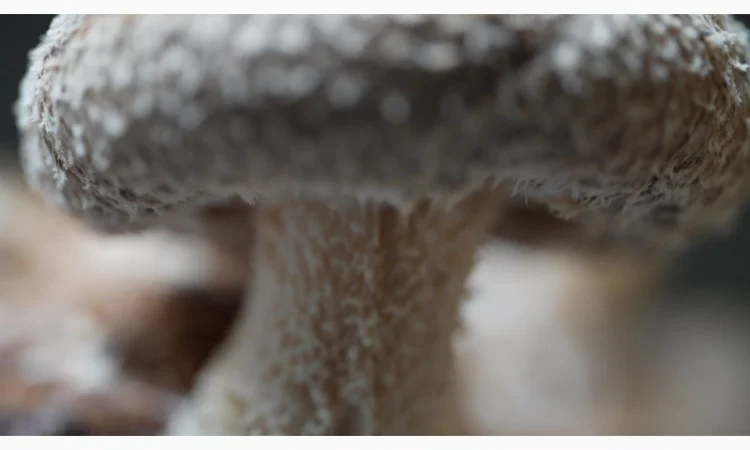 Продаємо Шиїтаке, сушений, від 100 г, український виробник Savvy Foods, цілий / мелений - фото № 2