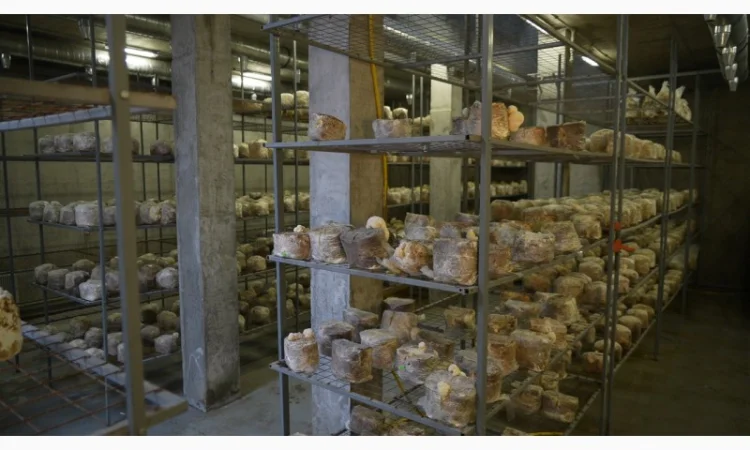 Продаємо Шиїтаке, сушений, від 100 г, український виробник Savvy Foods, цілий / мелений - фото № 3