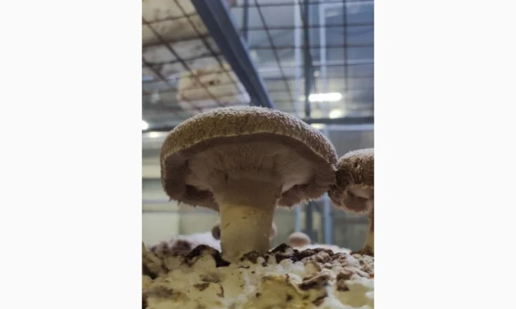 Продаємо Шиїтаке, сушений, від 100 г, український виробник Savvy Foods, цілий / мелений - фото № 4