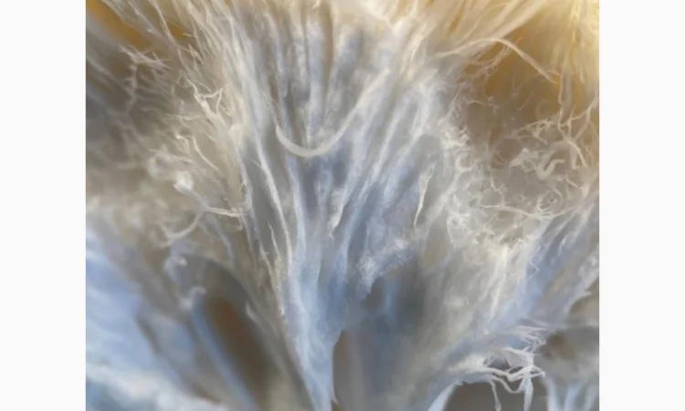 Пропозиція свіжого Їжовика Гребінчастого - фото № 4