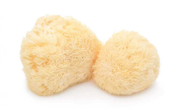 Продаємо Їжовик Гребінчастий, свіжий, від 1 кг, український виробник Savvy Foods - фото № 2