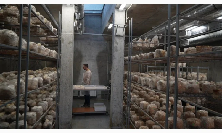 Продаємо Їжовик Гребінчастий, свіжий, від 1 кг, український виробник Savvy Foods - фото № 3