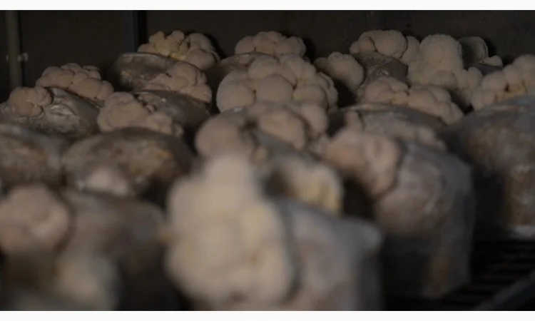 Продаємо Їжовик Гребінчастий, свіжий, від 1 кг, український виробник Savvy Foods - фото № 4