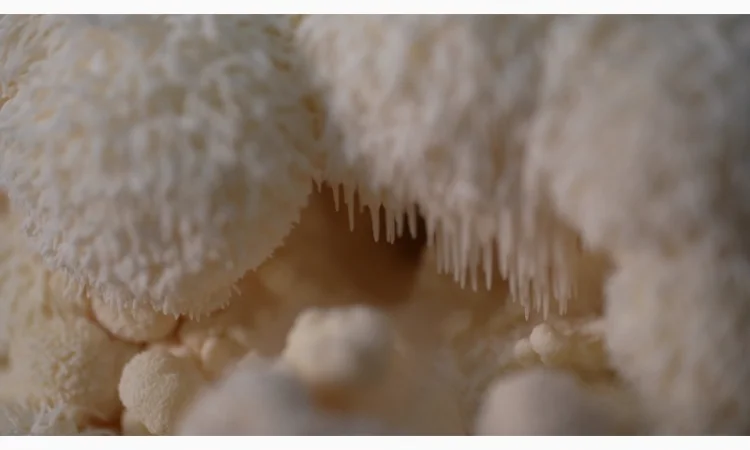 Продаємо Їжовик Гребінчастий, свіжий, від 1 кг, український виробник Savvy Foods - фото № 5