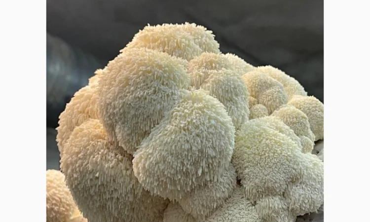 Пропозиція свіжого Їжовика Гребінчастого - фото № 2