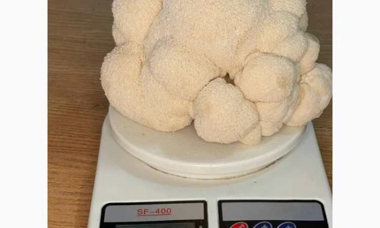 Пропозиція свіжого Їжовика Гребінчастого - фото № 3