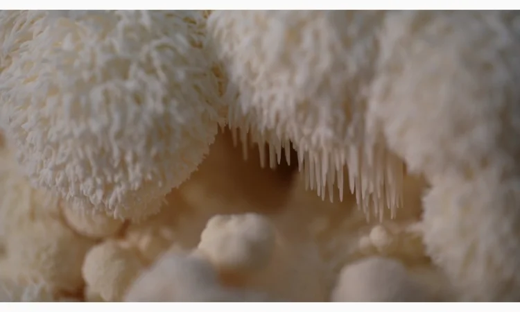 Продаємо Їжовик гребінчастий, сушений, від 100 г, український виробник Savvy Foods - фото № 4