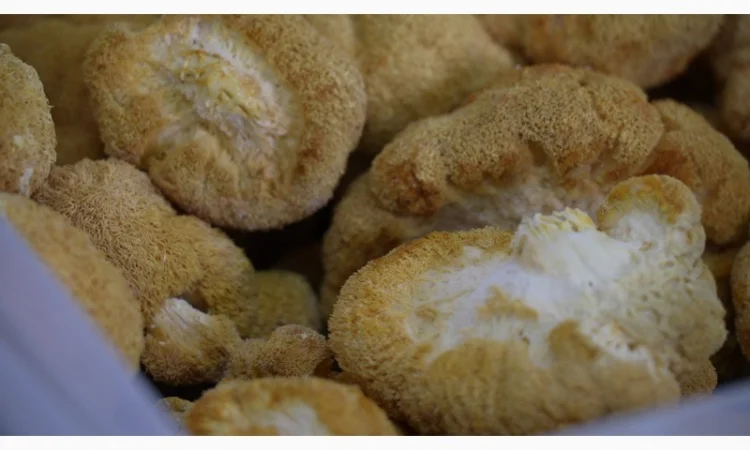 Сушеный Їжовик гребінчастий с гарантией качества - фото № 3