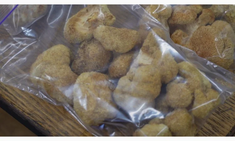 Продаємо Їжовик гребінчастий, сушений, від 100 г, український виробник Savvy Foods - фото № 2