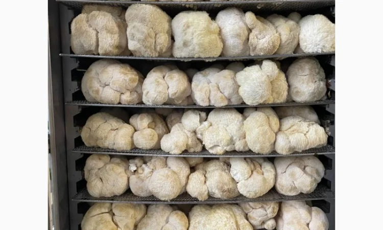 Сушеный Їжовик гребінчастий с гарантией качества - фото № 5