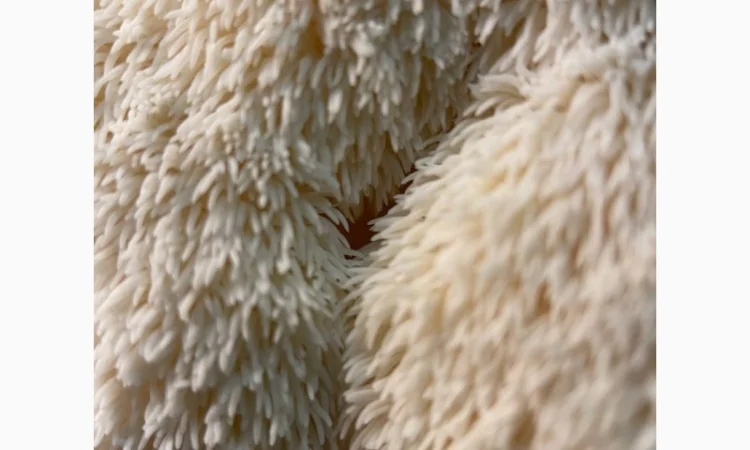 Сушеный Їжовик гребінчастий с гарантией качества - фото № 6