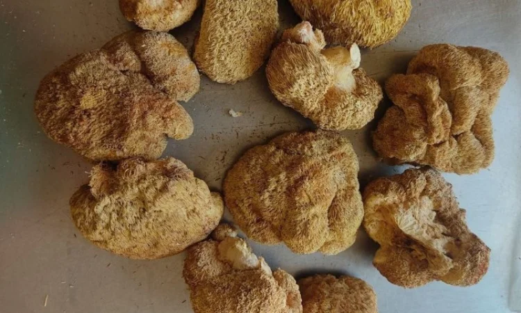 Сушеный Їжовик гребінчастий с гарантией качества - фото № 7