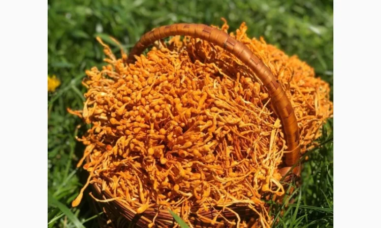 Кордицепс военный - сильный природный тонус - фото № 1