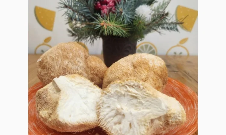 Їжовик Гребінчастий, Ежовик Гребенчатый, Lion's Mane продам - фото № 1