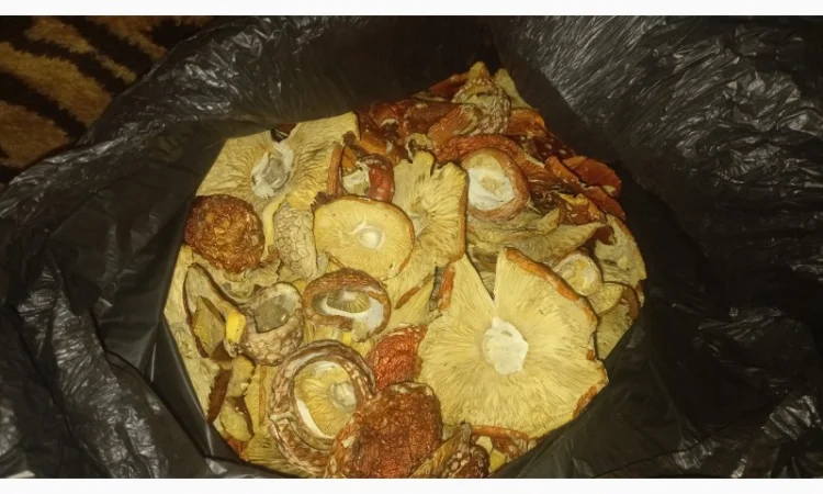 Сушеный мухомор урожай 2024 в Осмолода - фото № 6