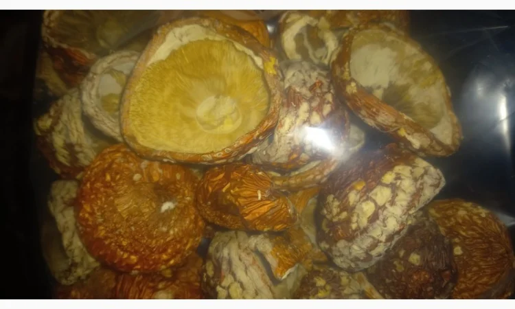 Сушеный мухомор урожай 2024 в Осмолода - фото № 7