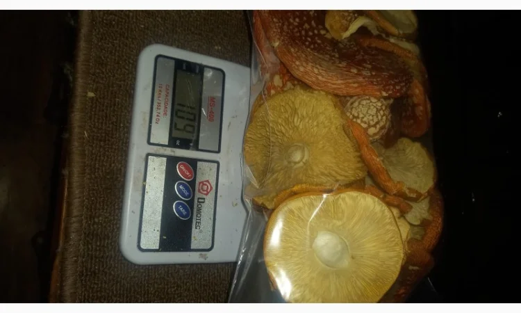 Сушеный мухомор урожай 2024 в Осмолода - фото № 9