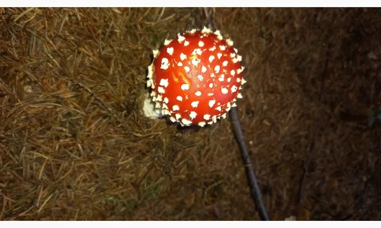 Сушеный мухомор урожай 2024 в Осмолода - фото № 1