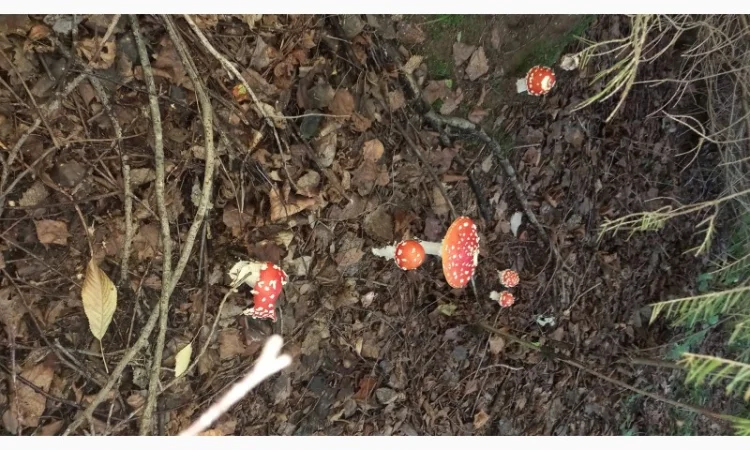 Сушеный мухомор урожай 2024 в Осмолода - фото № 2