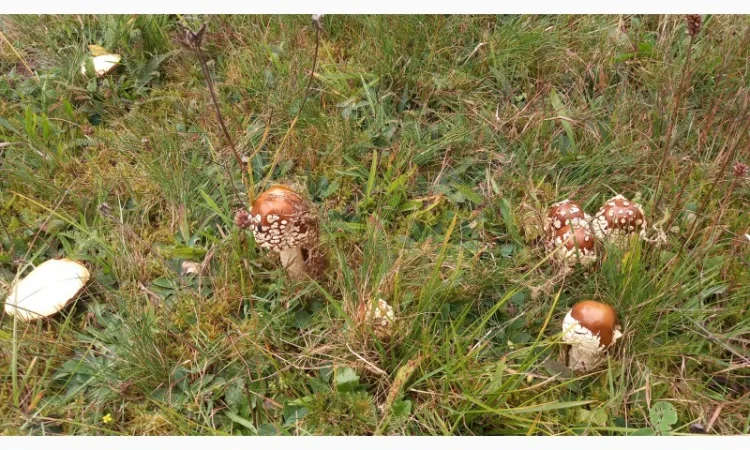 Сушеный мухомор урожай 2024 в Осмолода - фото № 3