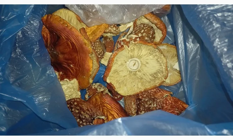 Сушеный мухомор урожай 2024 в Осмолода - фото № 4