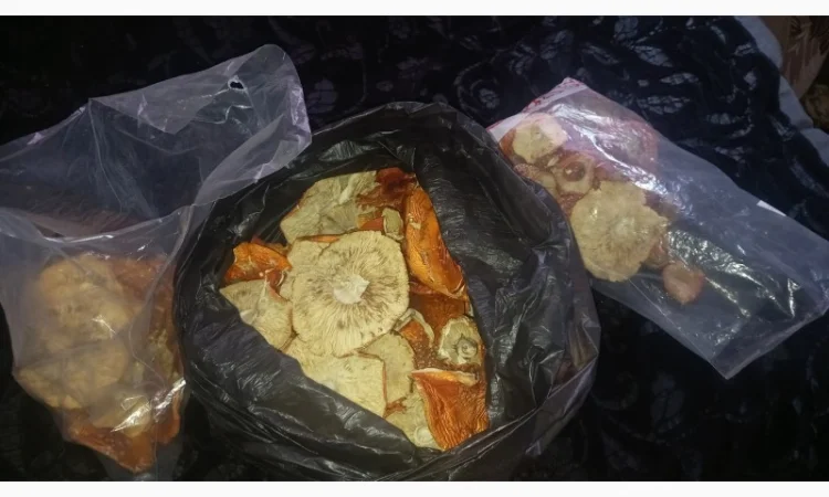 Сушеный мухомор урожай 2024 в Осмолода - фото № 5