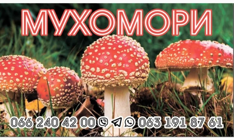 Гріб мухомор сухий шляпкі на продаж - фото № 1