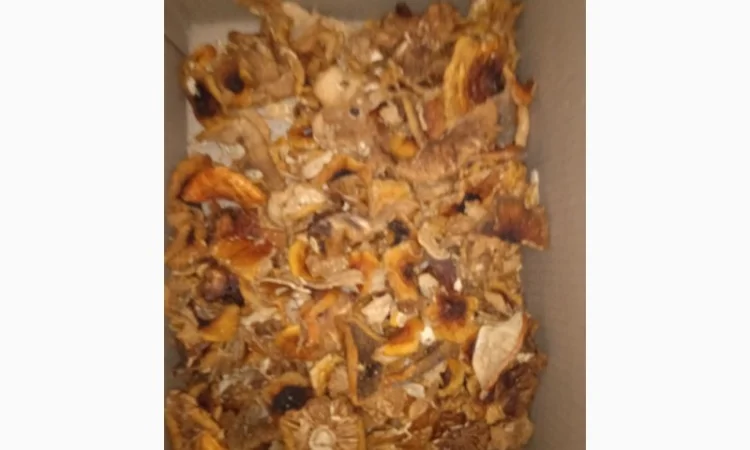 Гріб мухомор сухий шляпкі на продаж - фото № 2