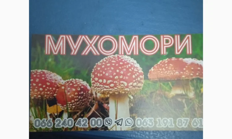 Мухомор пантерний капелюшки для продажи - фото № 2