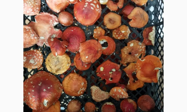 Продаю сушений мухомор пантерний і червоний - фото № 8