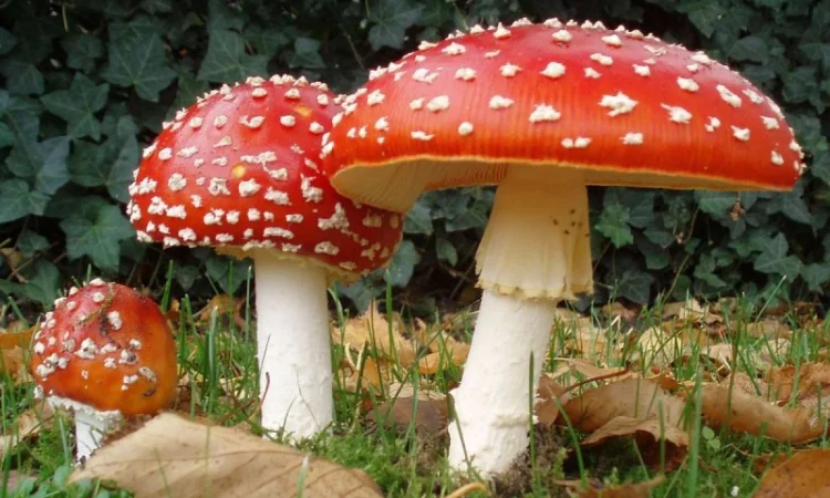 Продаю сушений мухомор пантерний і червоний - фото № 4