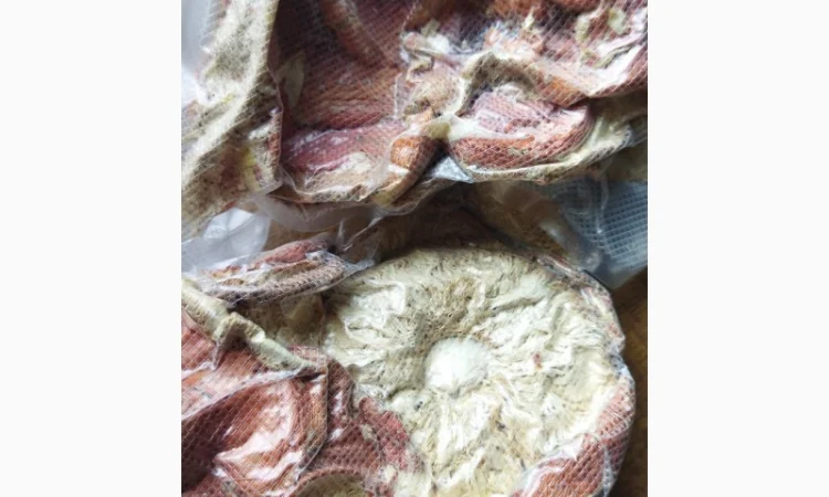 Продаю мухомор червоний і пантерний - фото № 6