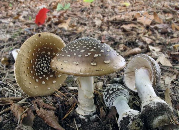 Продаю мухомор червоний і пантерний - фото № 3